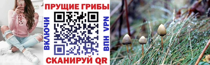Галлюциногенные грибы Cubensis  хочу   мега ССЫЛКА  Геленджик 